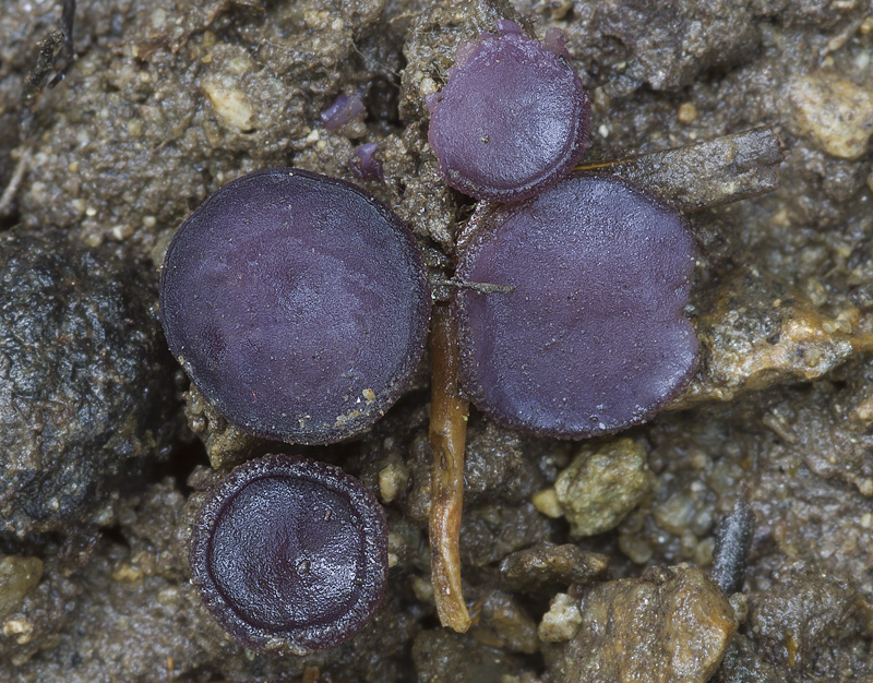 Peziza gerardii